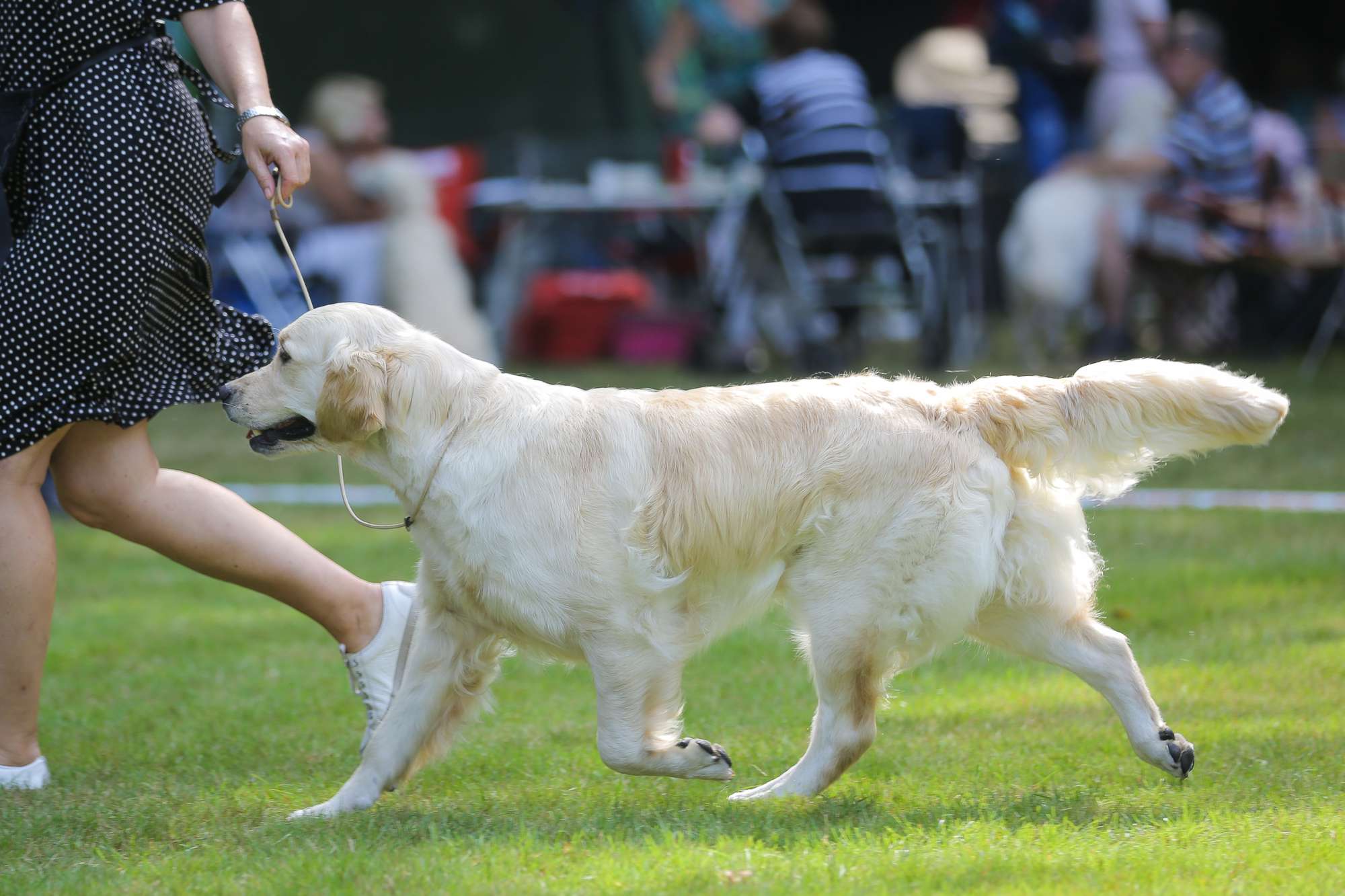 fotogalerie-golden-retriever-aus-showlinie-show-golden-retriever
